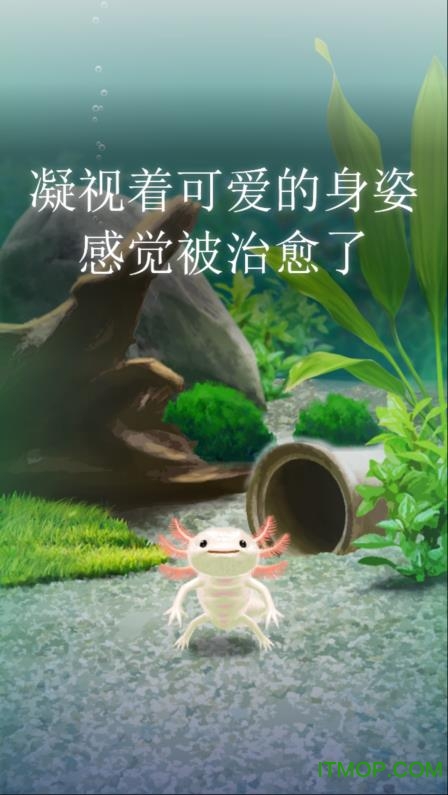 治愈的蝾螈育成汉化破解版v1.0 安卓版