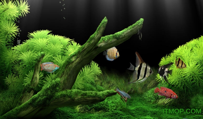 3D梦幻水族馆动态壁纸(dream aquarium)v1.234 汉化版