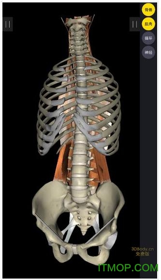3dbody7.0电脑版v7.5.0 pc付费无限制中文正式版