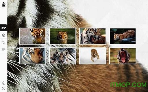 WWF Togethe(野生动物折纸)v1.1.0 安卓版
