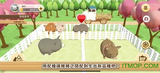 养猪场3D游戏