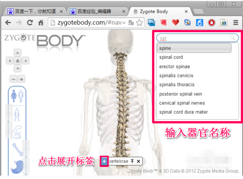 谷歌人体浏览器官方下载