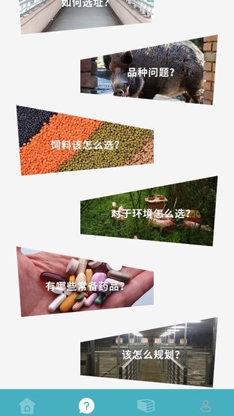 养殖猪猪世界下载